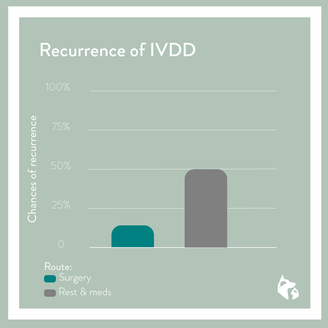 IVDD Chance Of Recurrence