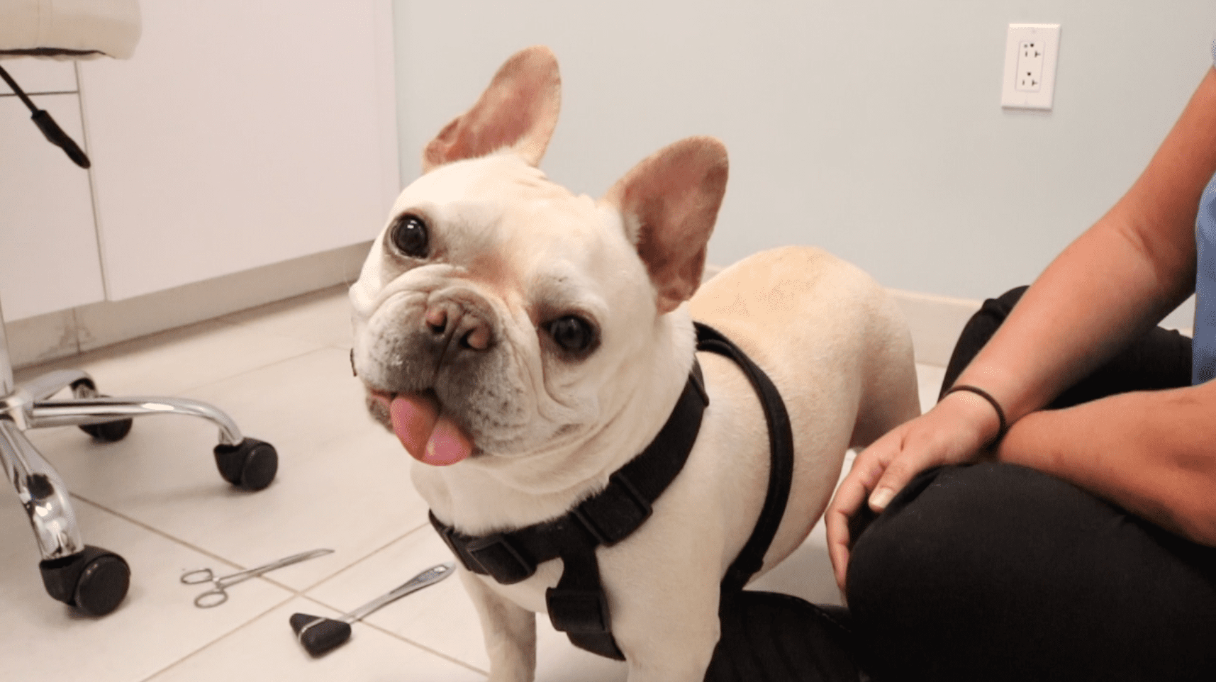 Frenchie with a head tilt