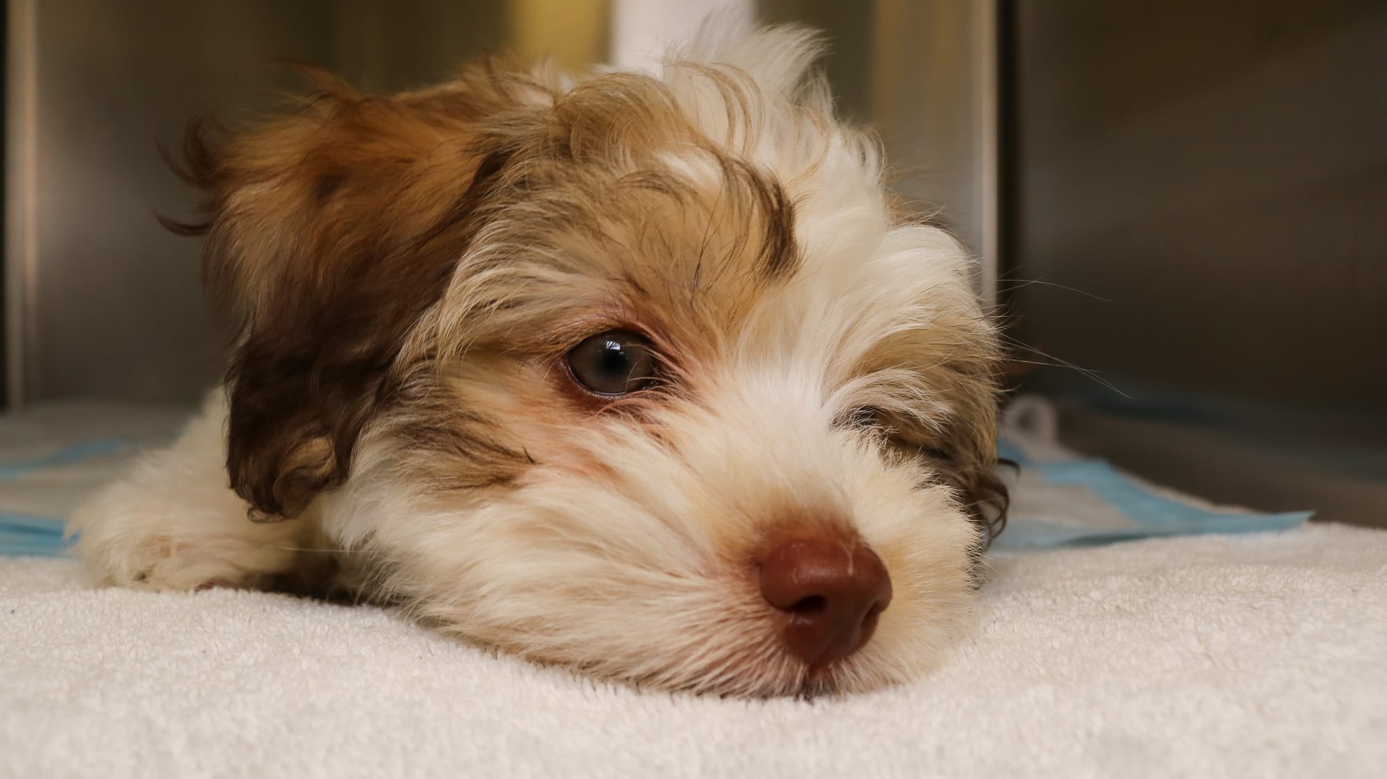 Toxins that can cause dog seizures