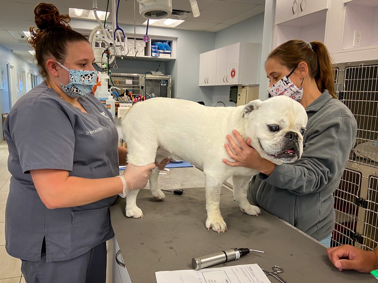 Hydrocephalus In Dogs