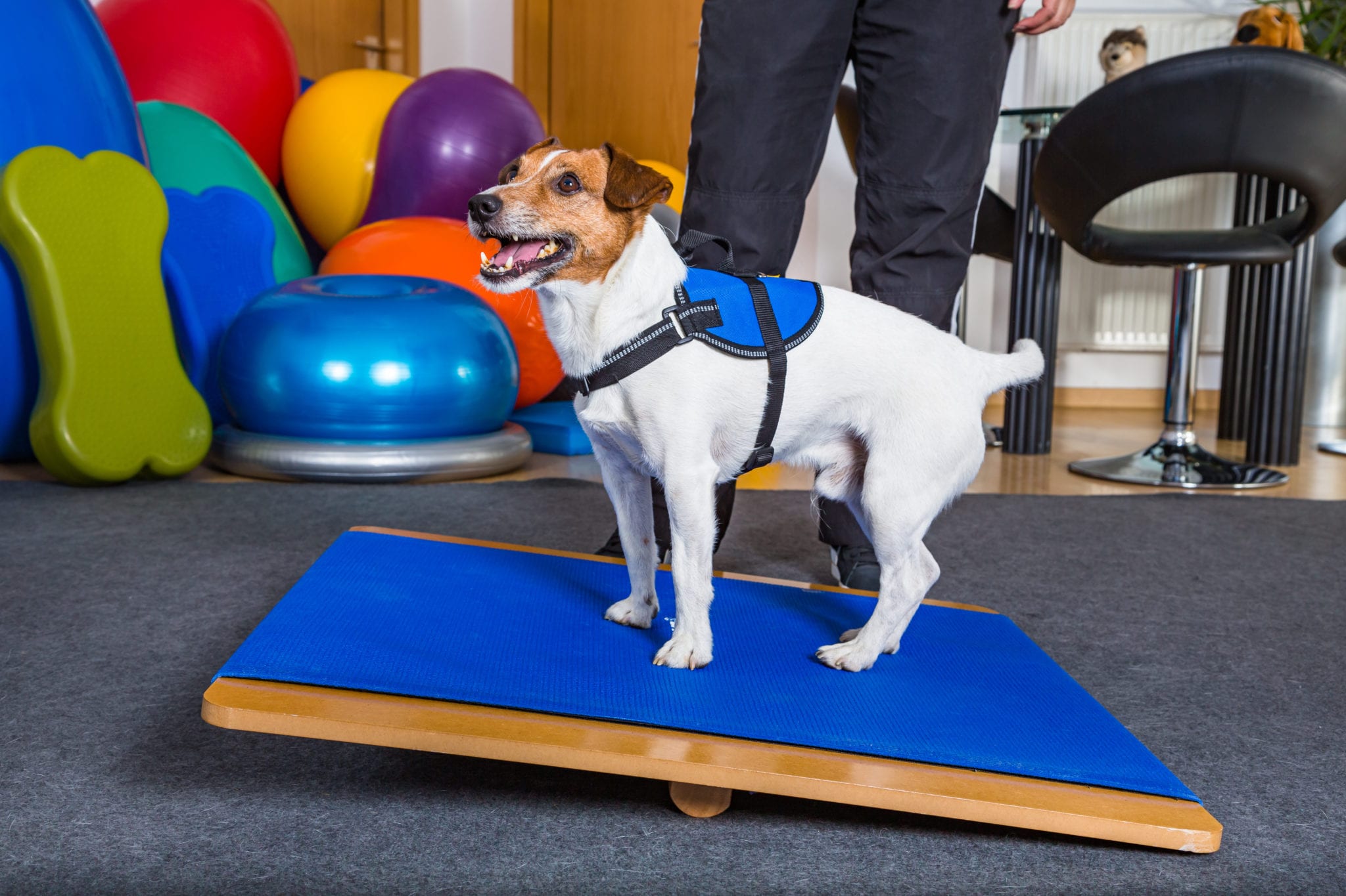 dog agility
