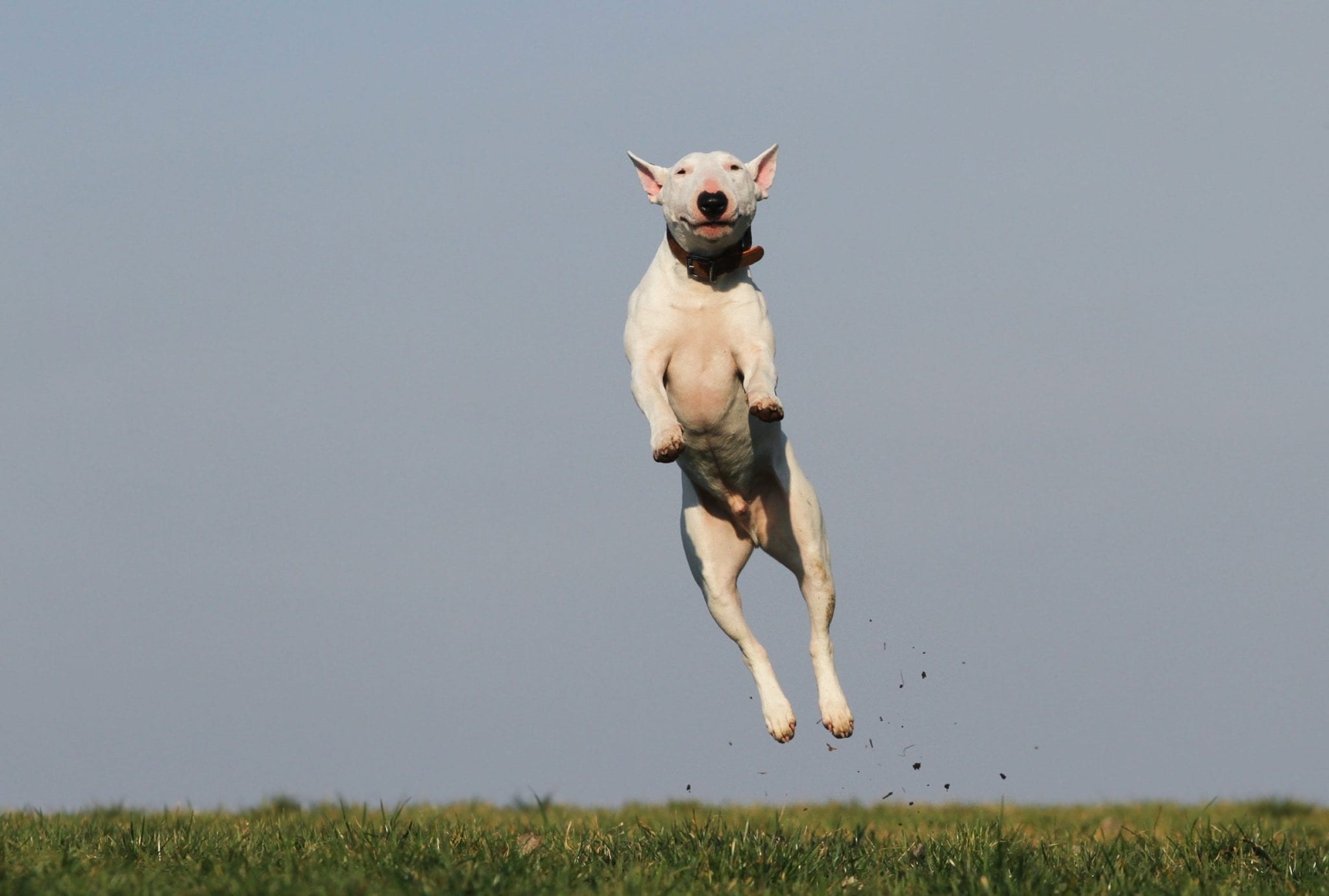 dog exercise