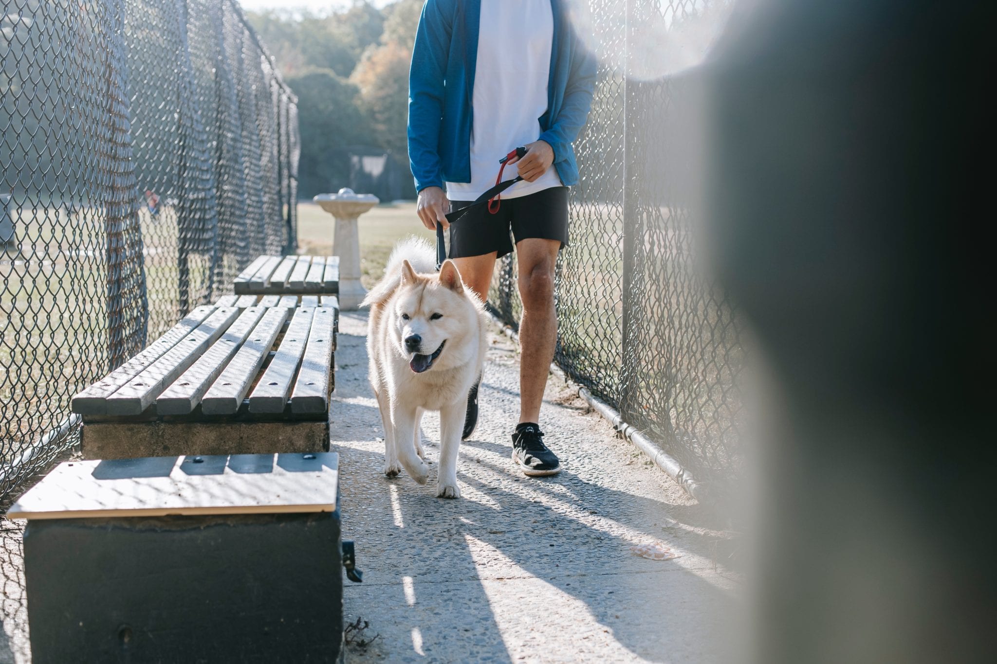 dog walking