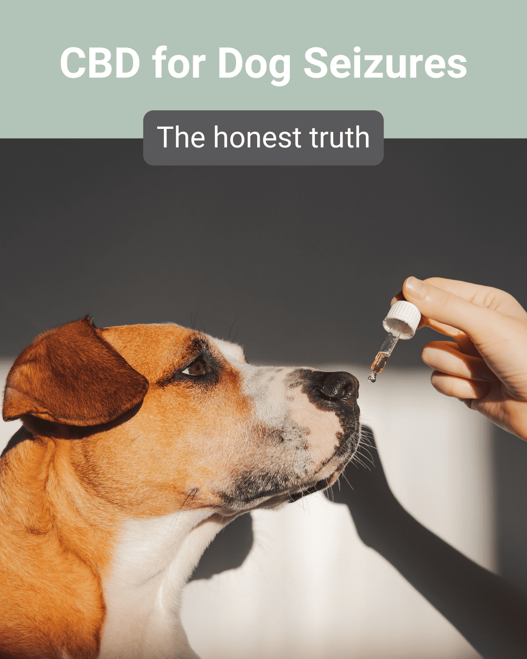 CBD for dog seizures