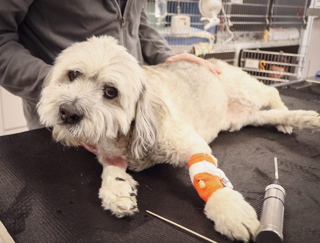 dog stroke patient at SEVN
