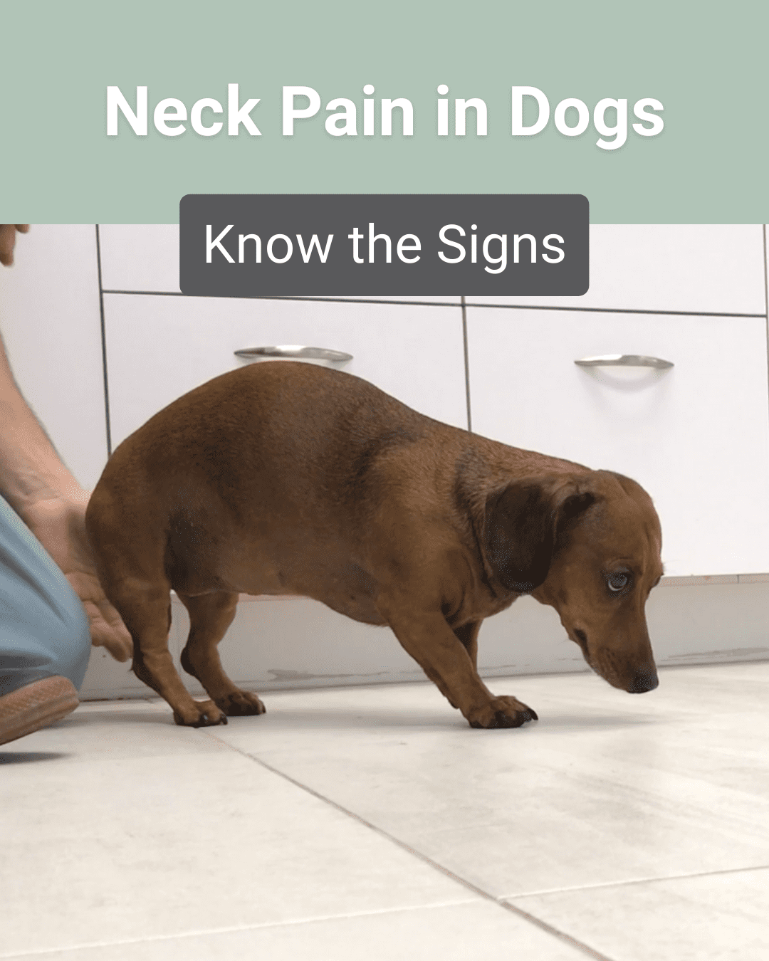 neck pain in dogs