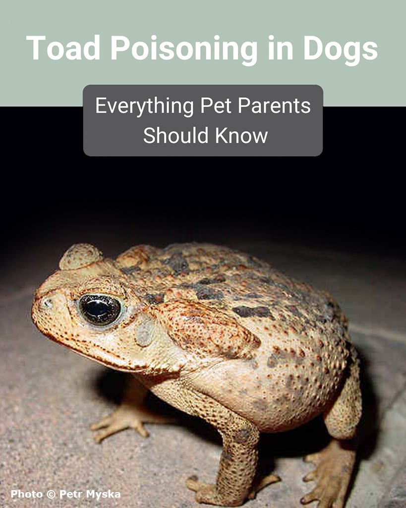 toad poisoning in dogs