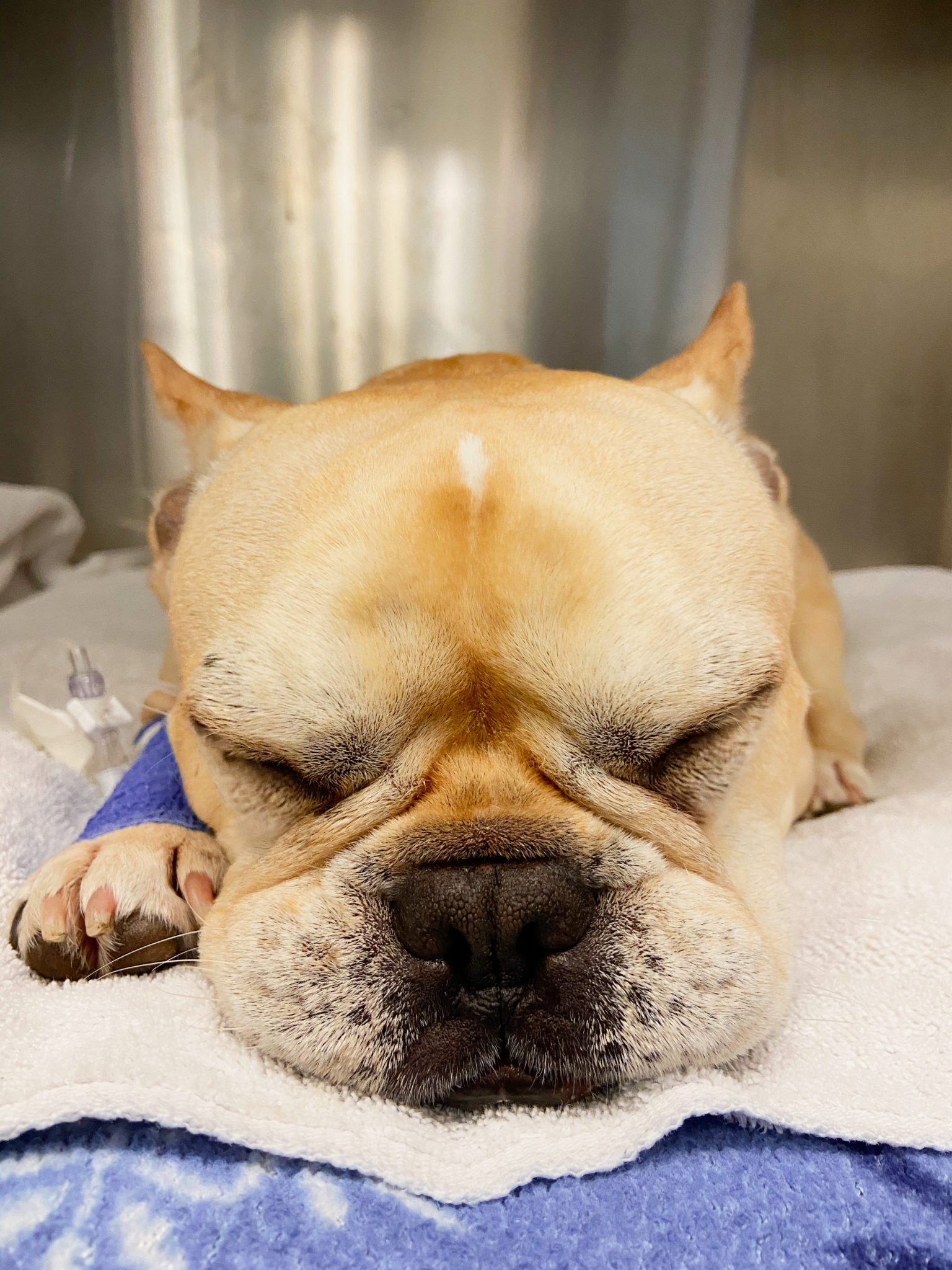 French bulldog sleeping