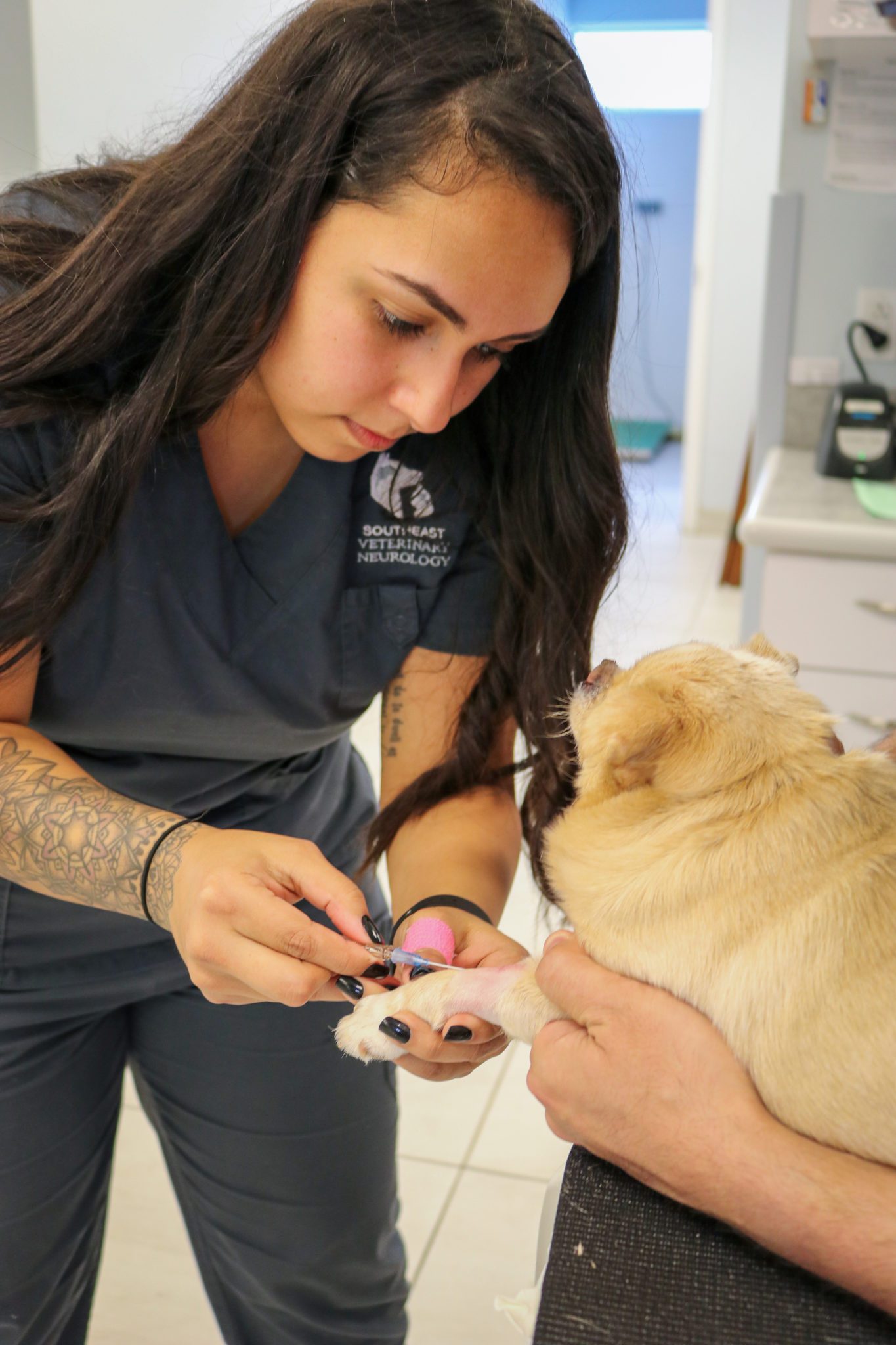 vet tech Nicole pulling blood