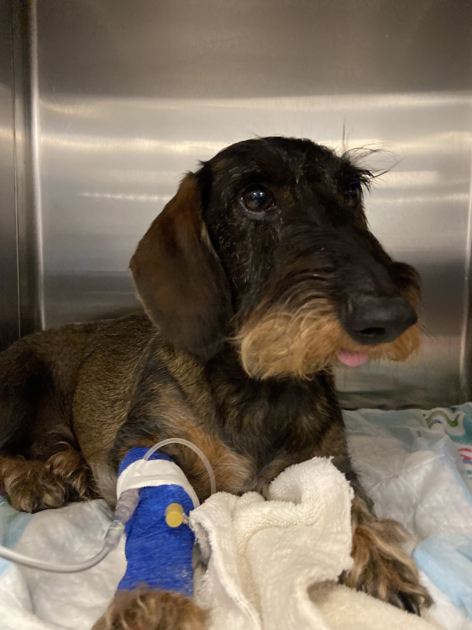 wire-haired dachshund get Lafora disease