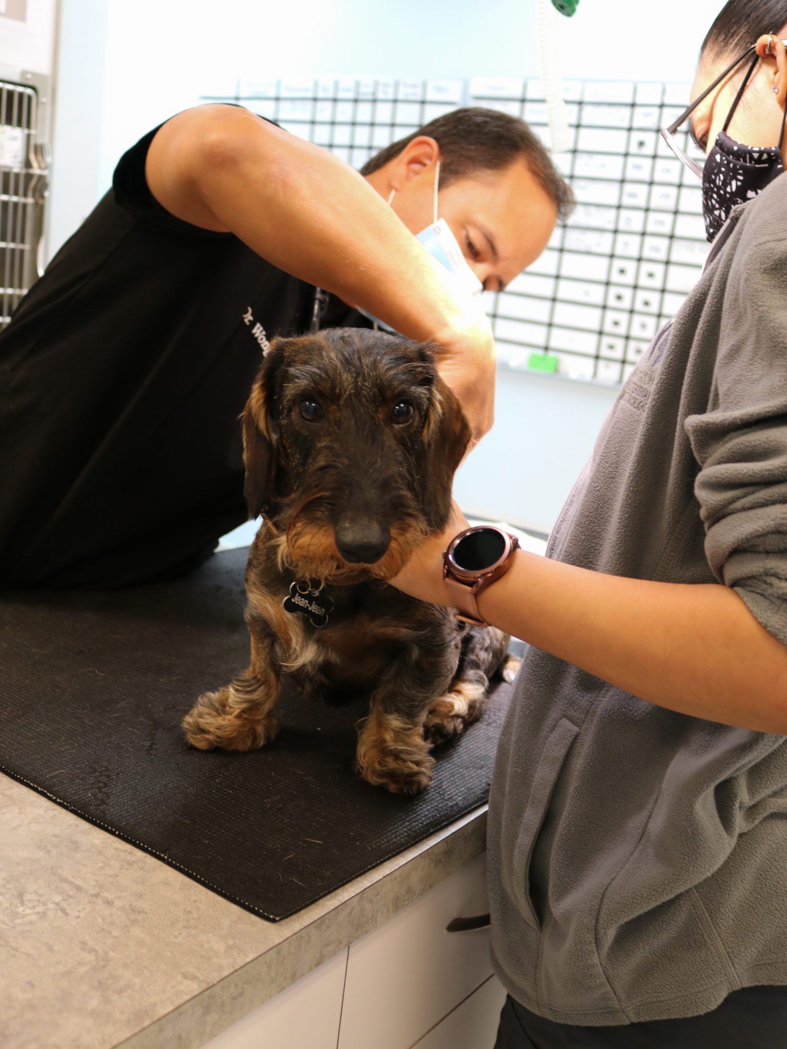 wire-haired dachshund getting neuro exam