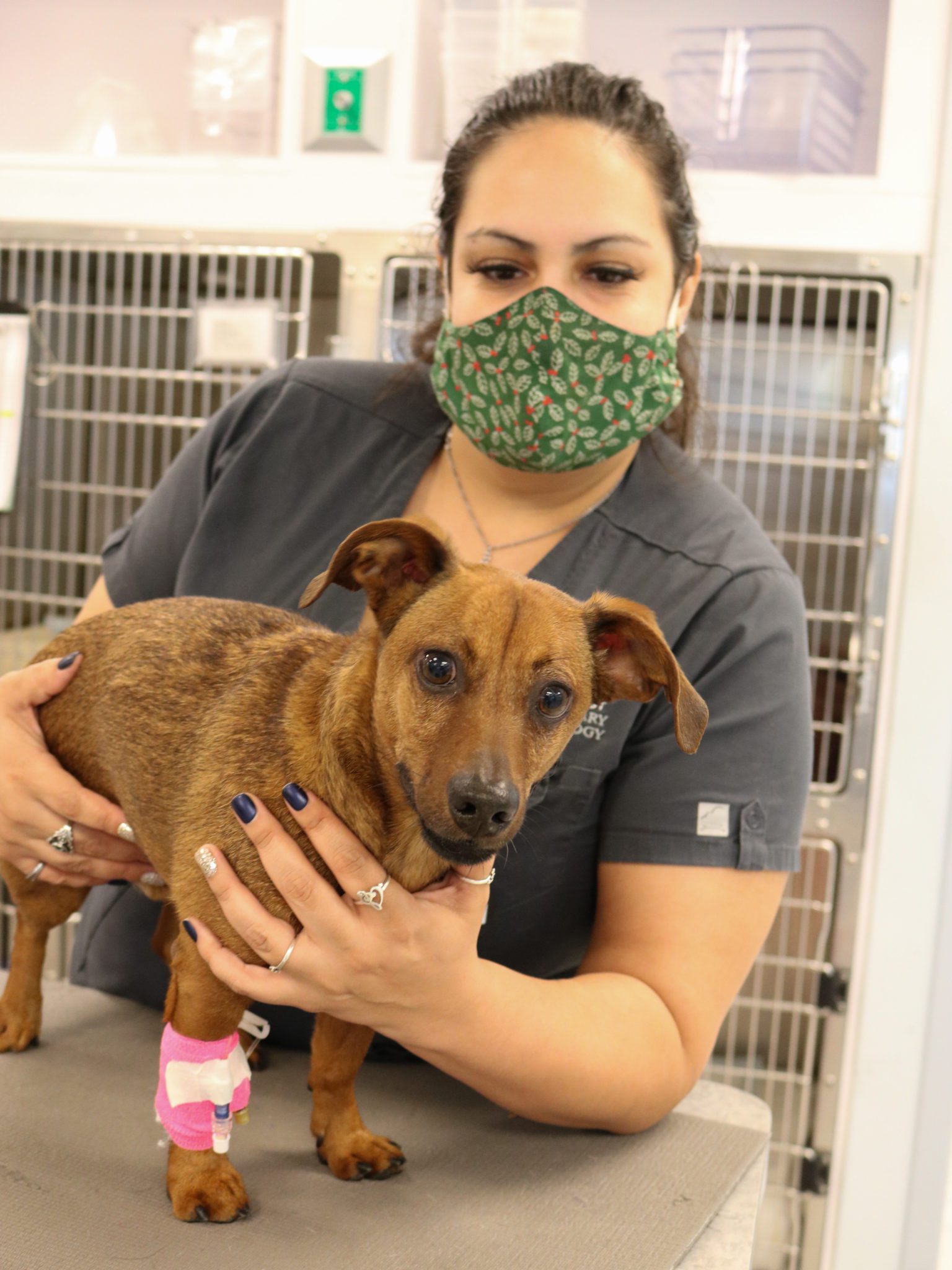 dachshund neurological problems