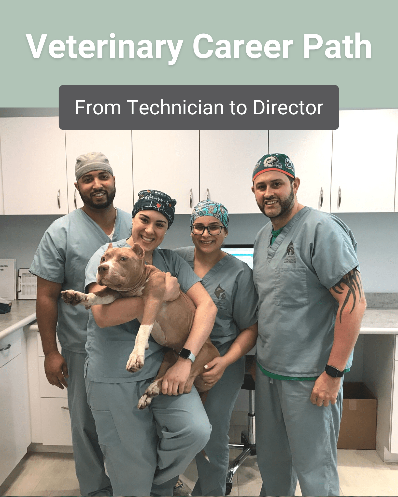 veterinary career path