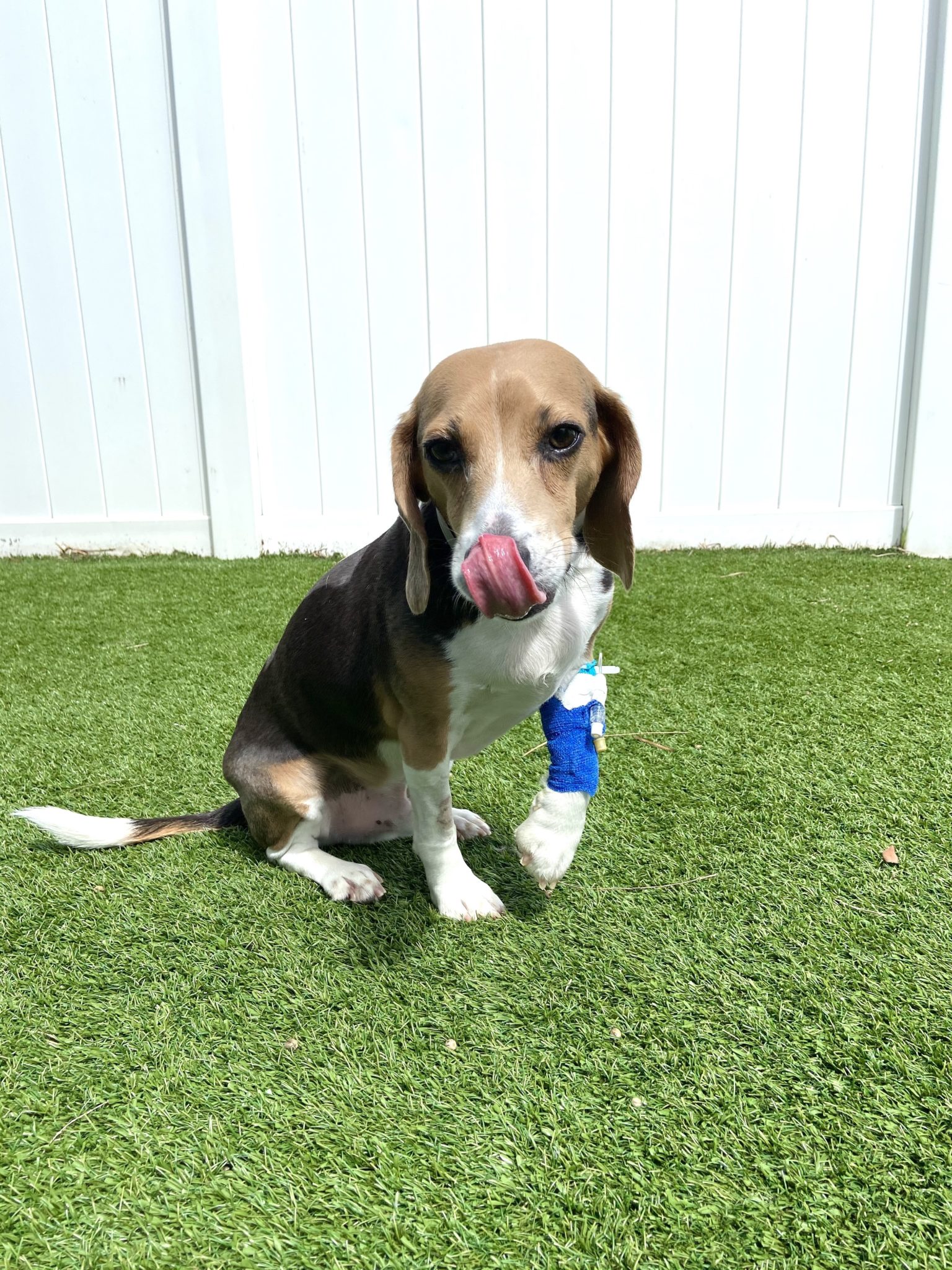 dog with injured paw