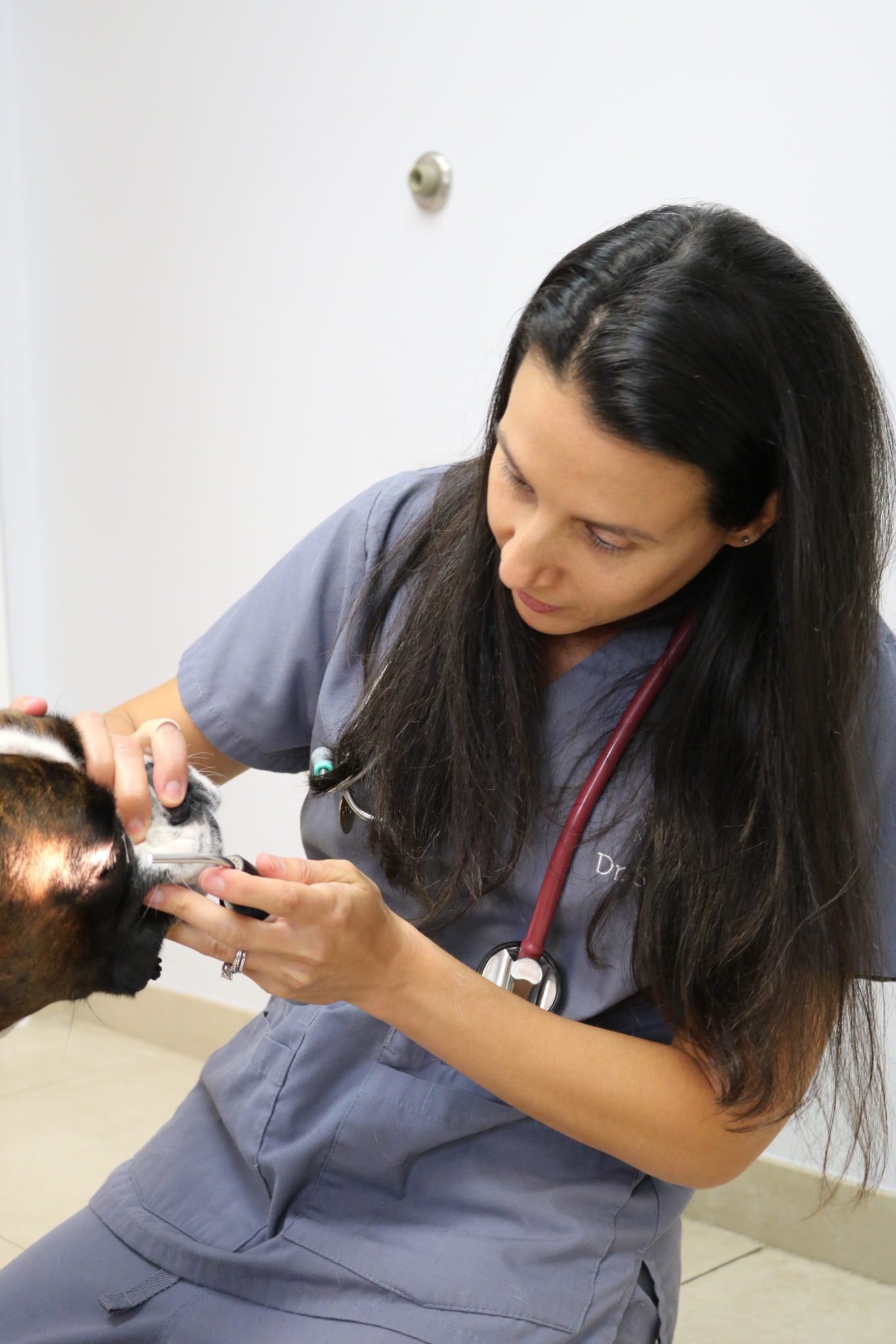 Dr. Senneca examining dog