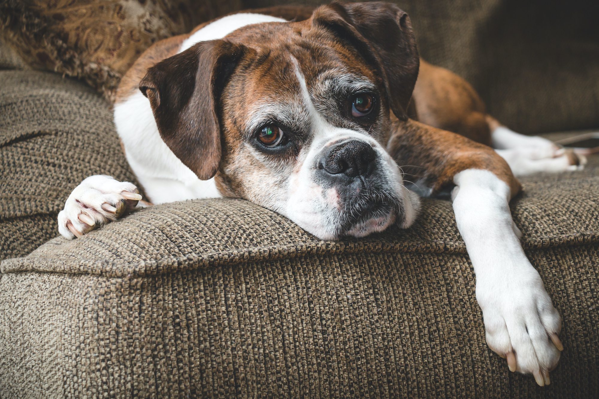 old dog on couch