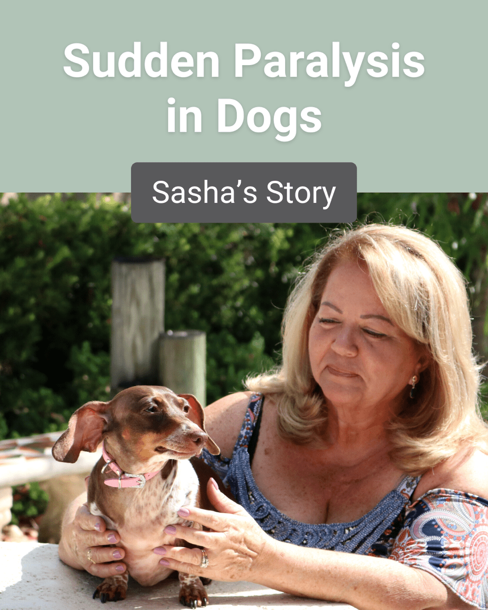 sudden paralysis in dogs