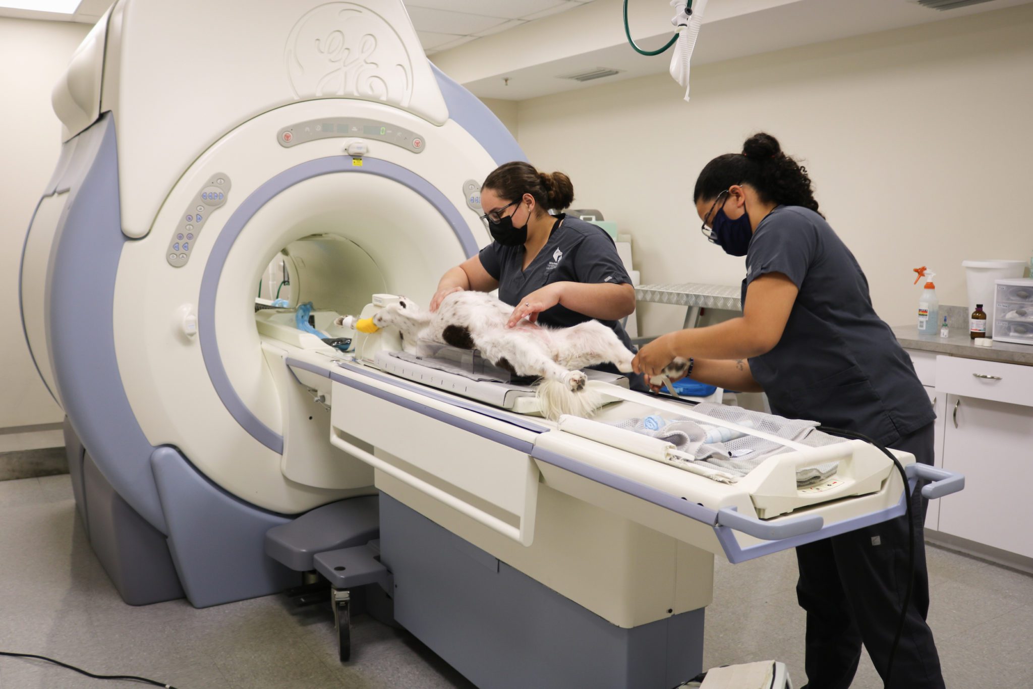 dog getting mri