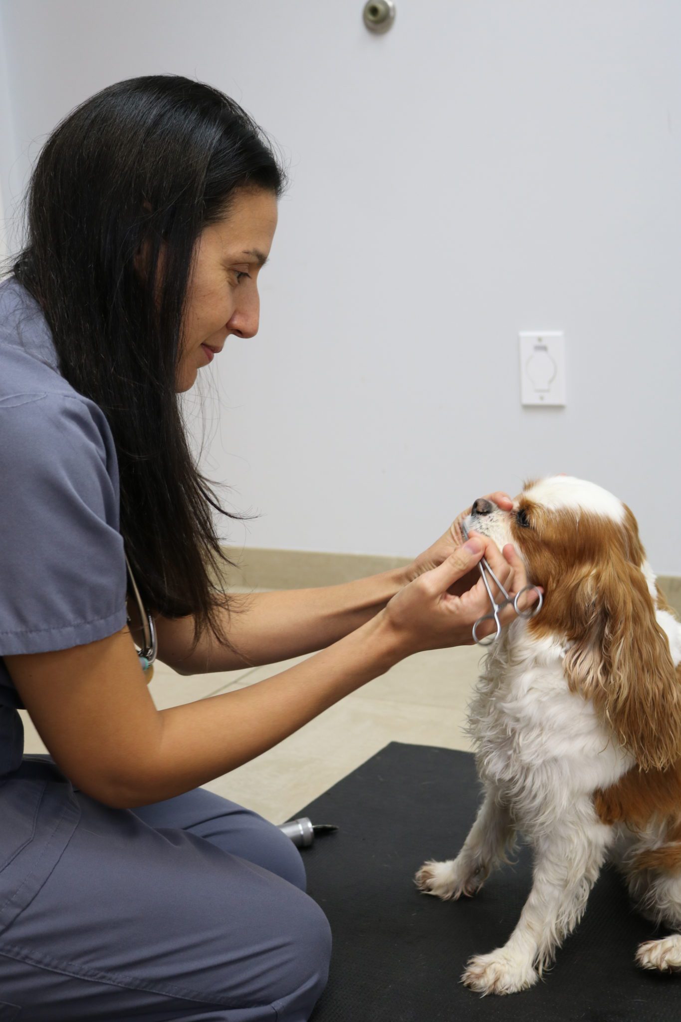 king cavalier neuro exam