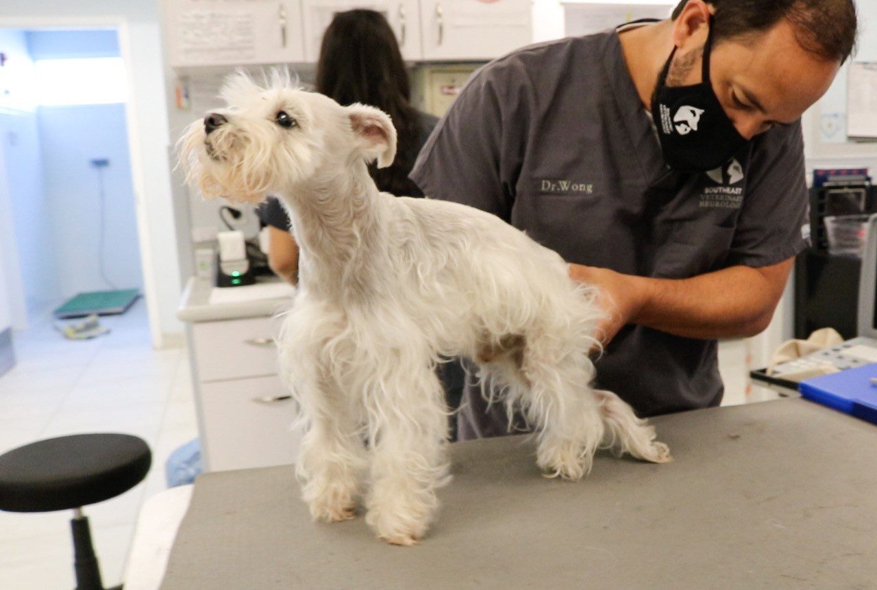 dog treated at SEVN