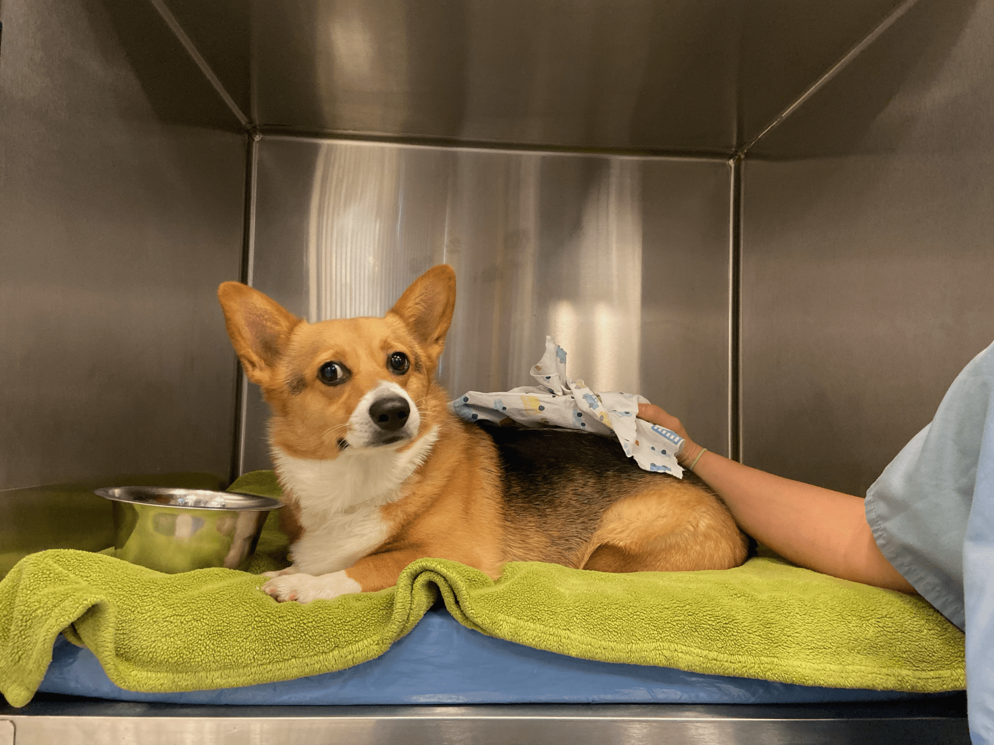 corgi in kennel