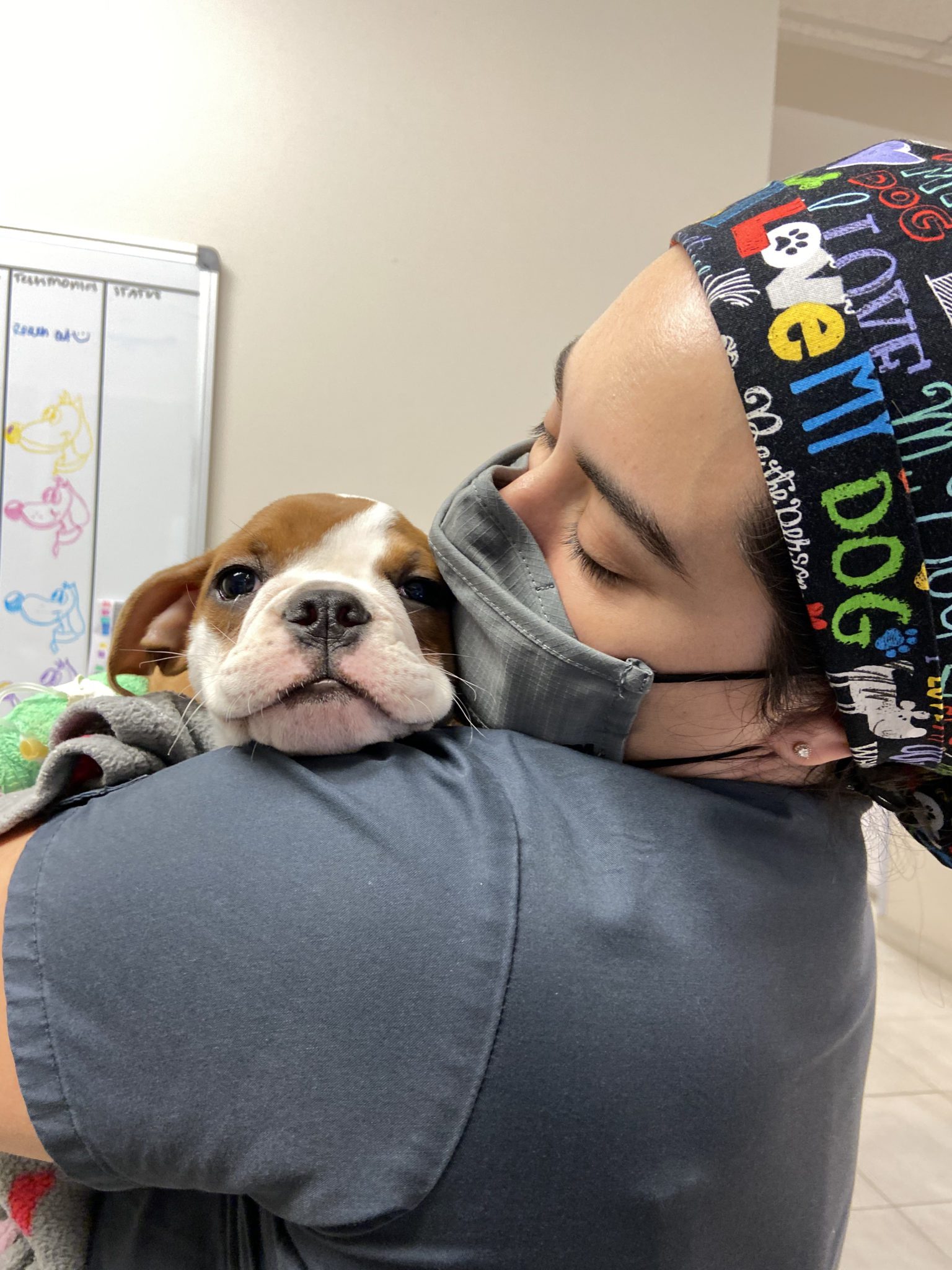 dog getting love after anesthesia