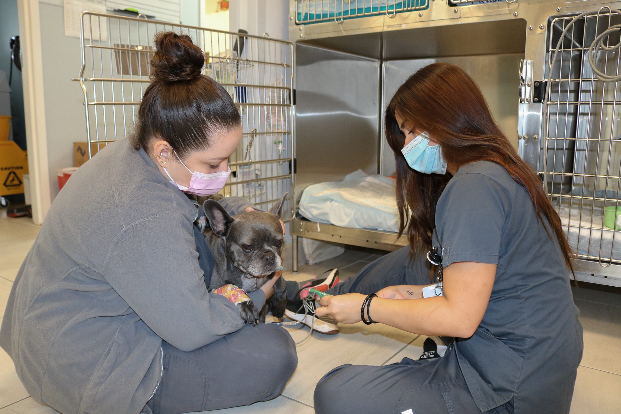 Dog Botulism Recovery