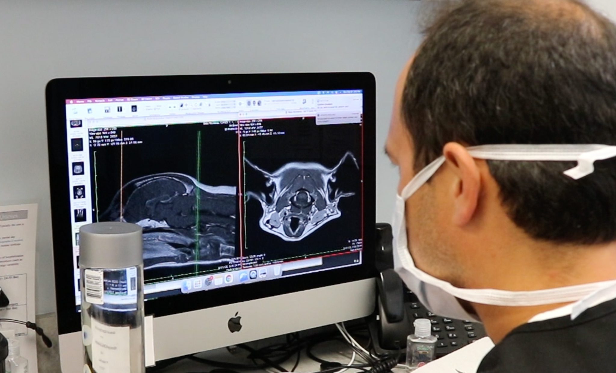 vet looking at masticatory muscle myositis
