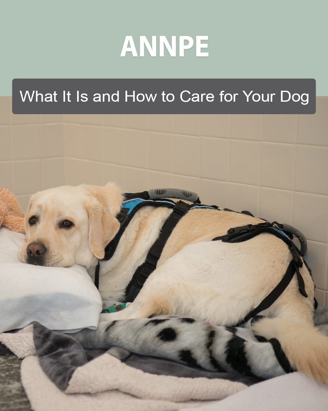 annpe in dogs