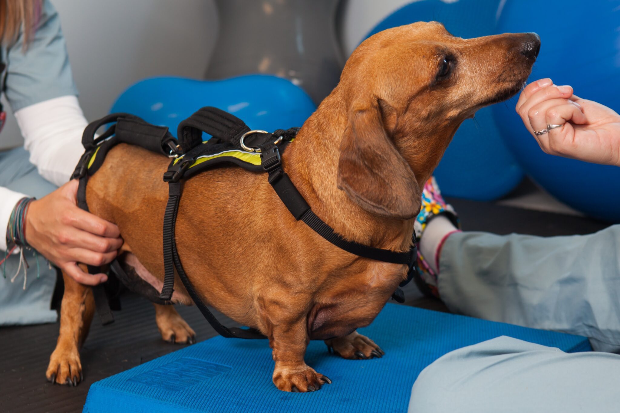 dog getting ivdd treatment