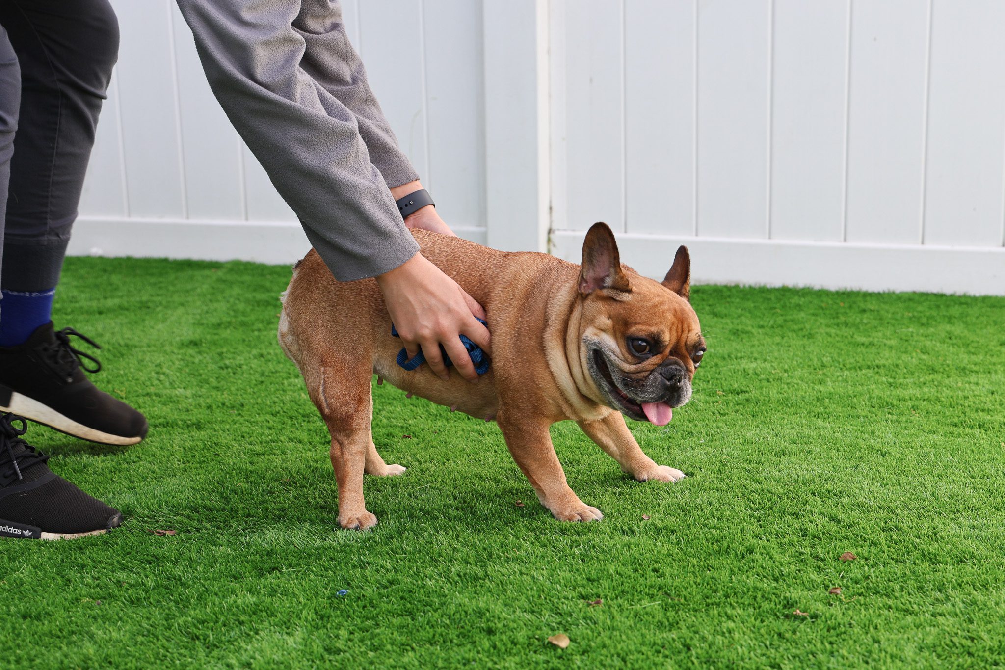 dog needs ivdd treatment