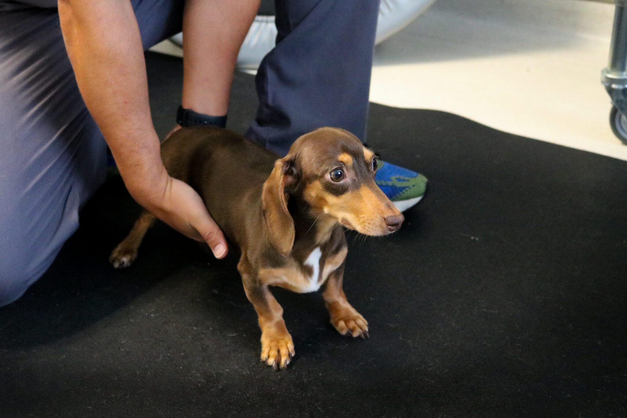 congenital myasthenia gravis in dogs