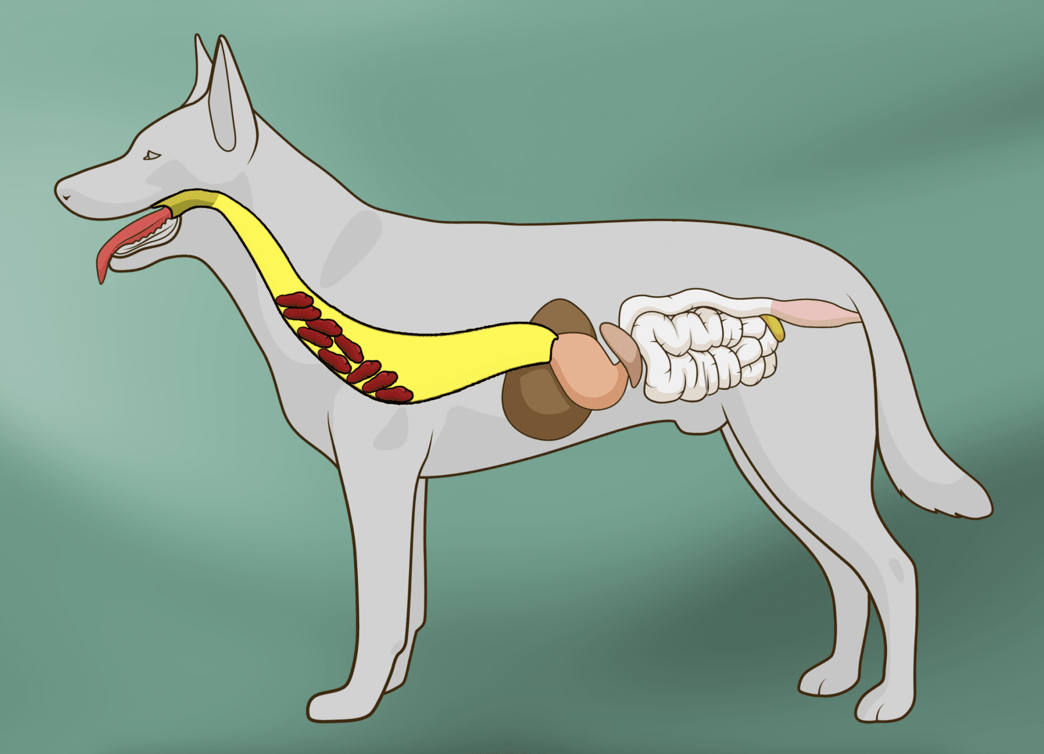 myasthenia gravis in dogs symptoms