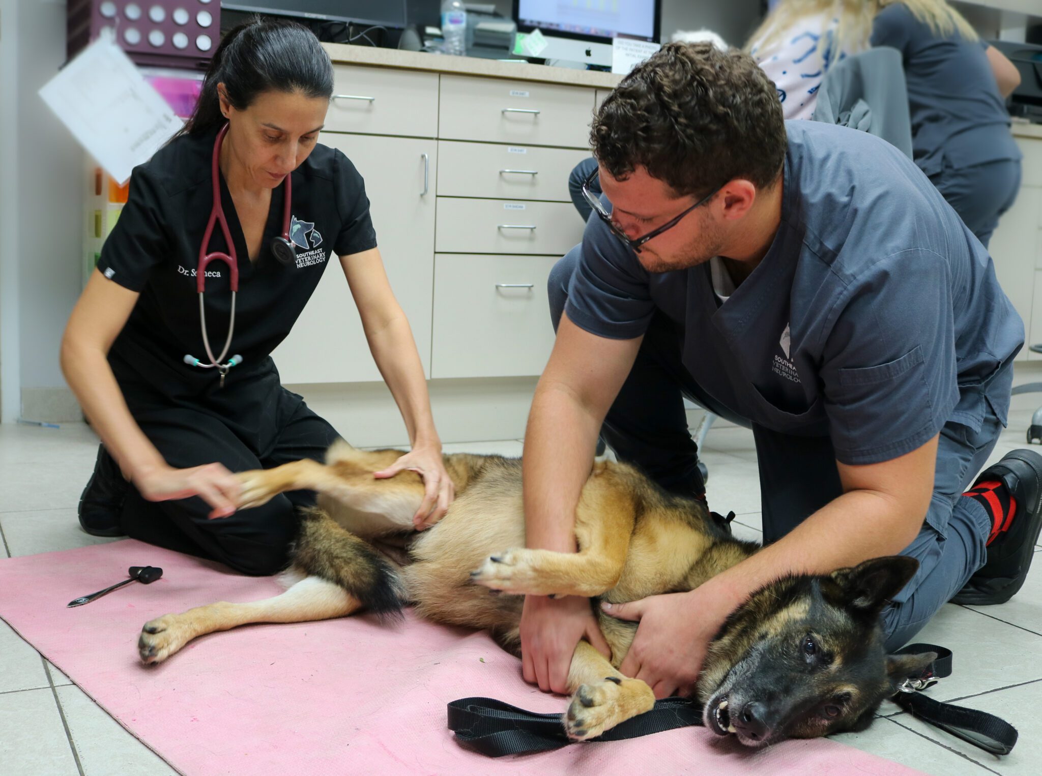 myasthenia gravis treatment at southeast veterinary neurology