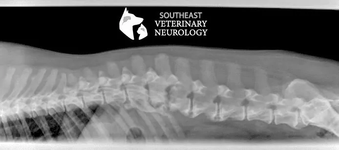 Diskospondylitis In Dogs