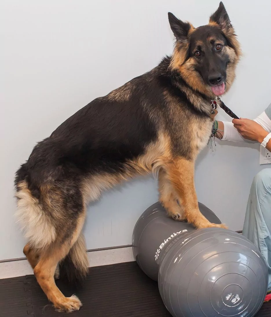 Dog Undergoing Rehabilitation At Sevn