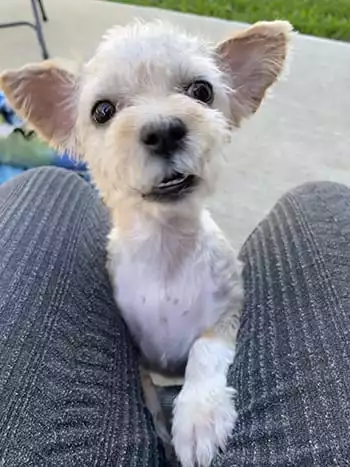 Bernie Close Up After Surgery