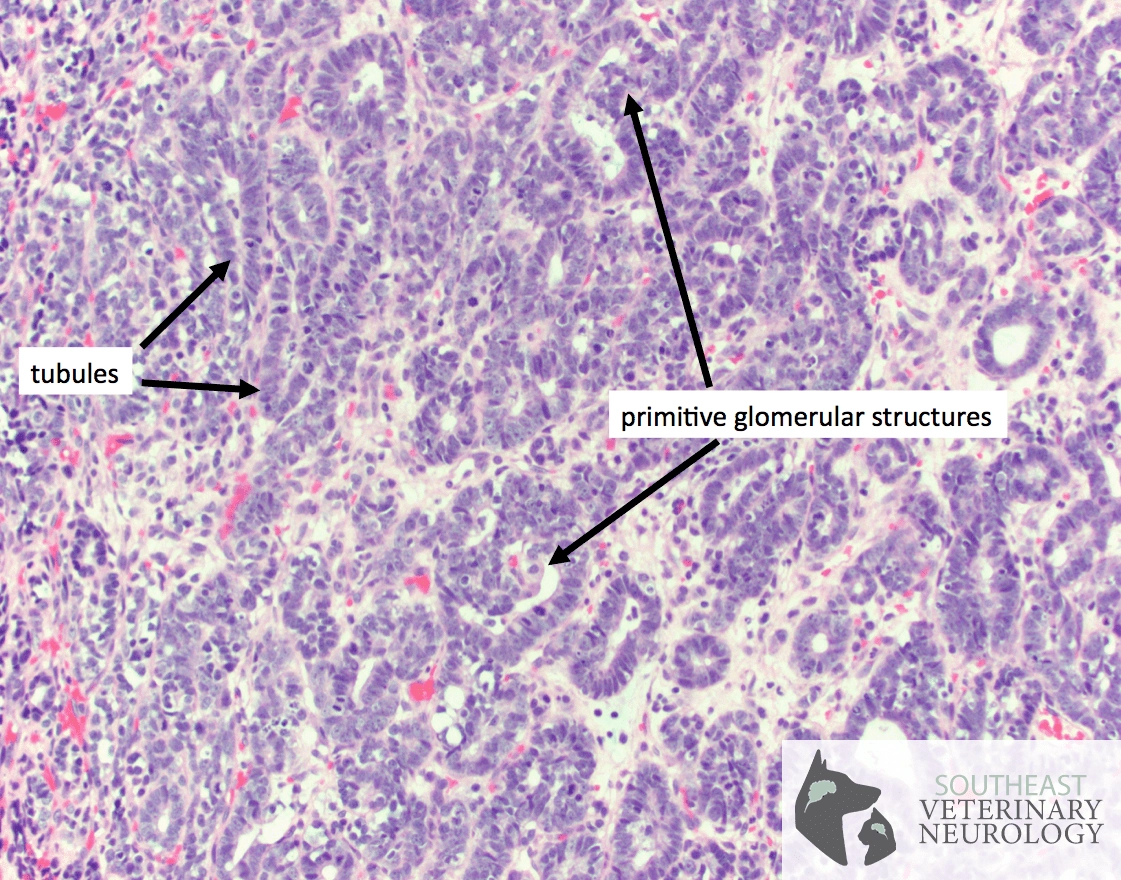 Histopathology Havoc