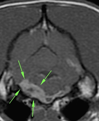 Bear Diagnosis Mri