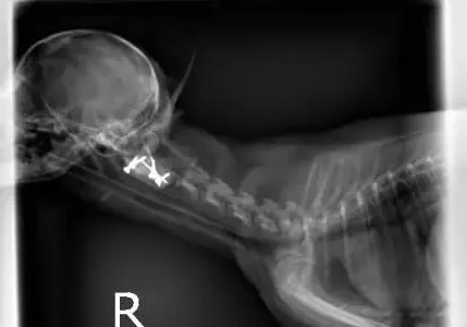 Gracie After Surgery