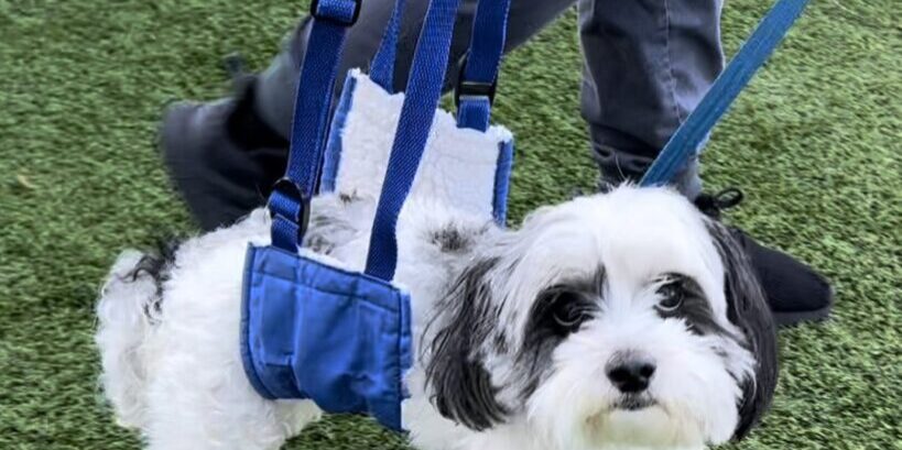 Dog Herniated Disc