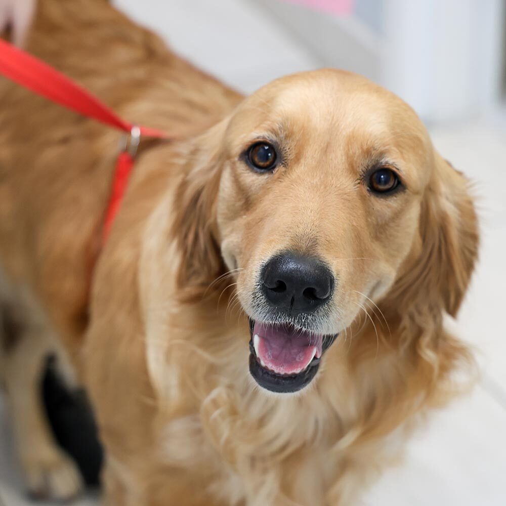 Dog Smiling After Recovering from Surgery