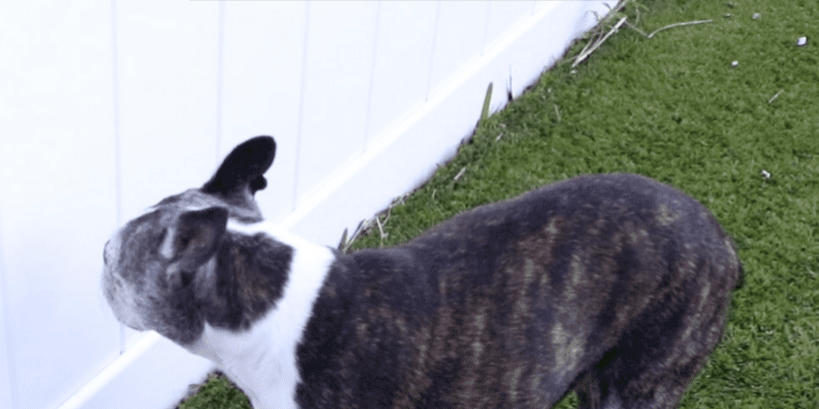 dog staring at the wall