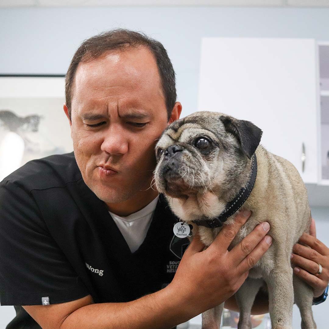 Dr Wong Pug V2 Cropped