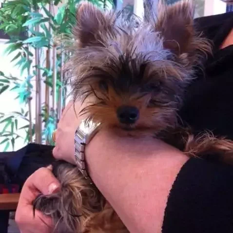 Gracie Healed After Surgery