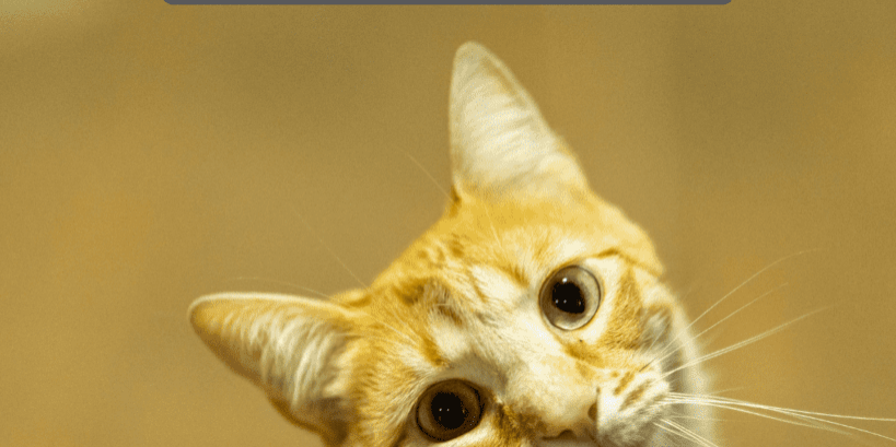 home remedy vestibular disease in cats