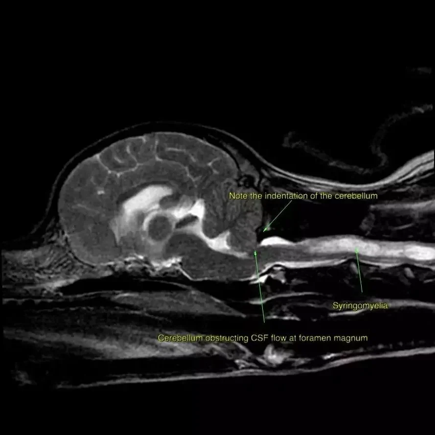 Malformation And Syringomyelia In Dogs