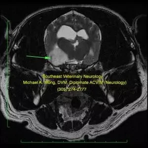 Mri Dog Brain Glioma