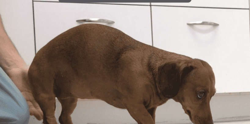 neck pain in dogs