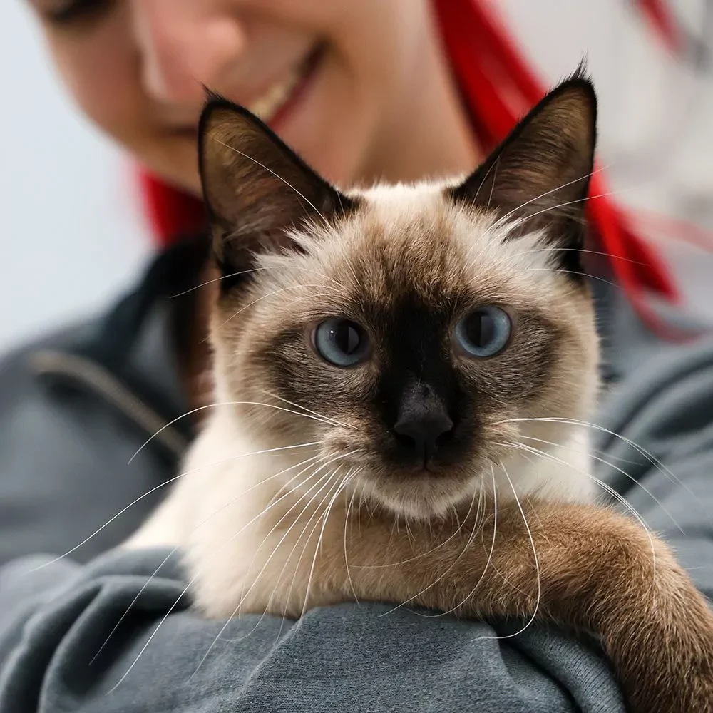 Strokes In Cats